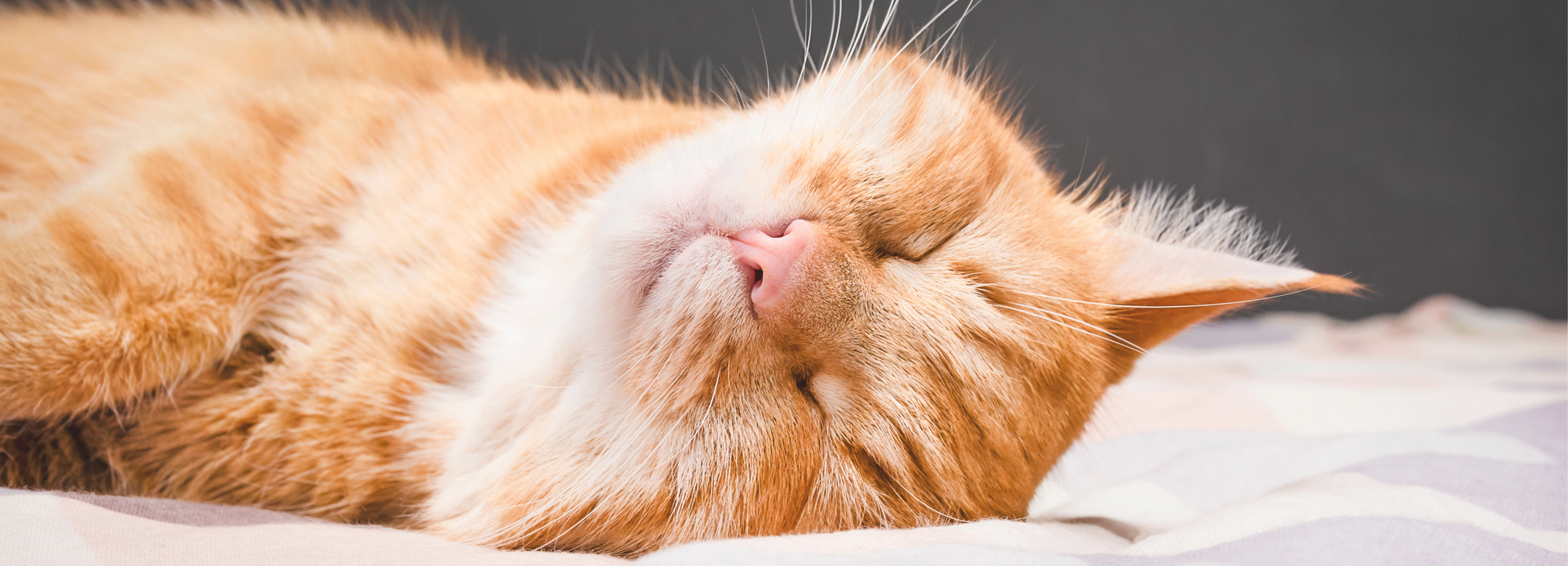 3 Key Tips for Keeping your Indoor Cats Happy