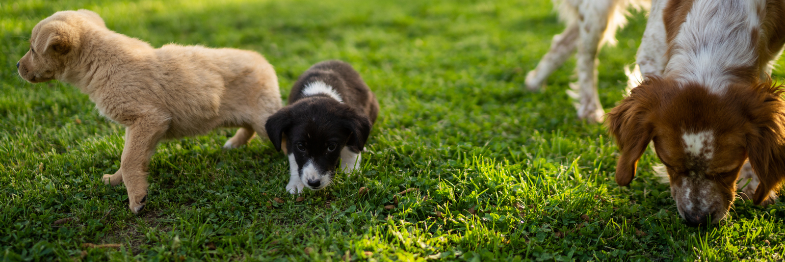Easter Enrichment Hunt for your Pets