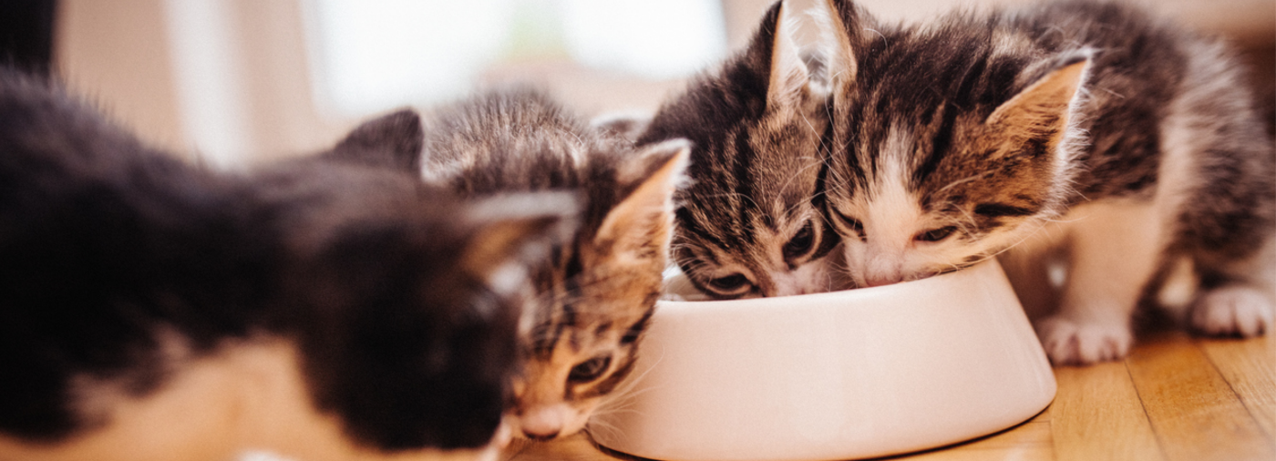 Kitten Sharing a Bowl of Food