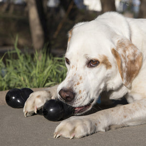 KONG Extreme Goodie Bone Medium Dog Toy - RSPCA VIC
