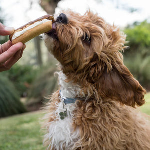 Kazoo Barney's Barkery Eclair
