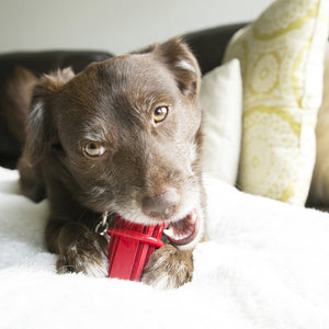 KONG Dog Dental Stick - RSPCA VIC