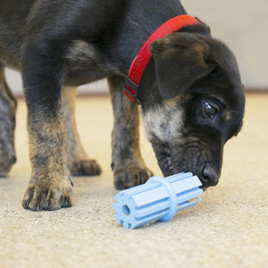 KONG Puppy Teething Stick - RSPCA VIC