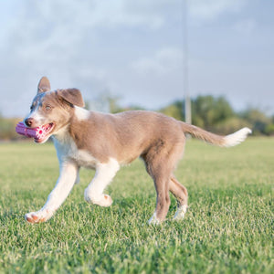 KONG Puppy Teething Stick - RSPCA VIC