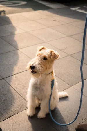 FuzzYard Life Atelier Dog Rope Lead - French Blue