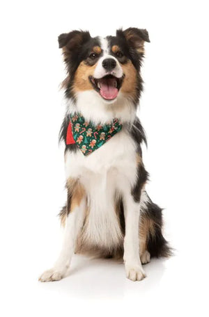 FuzzYard Christmas Bandana - Jolly Gingerbread & Canes