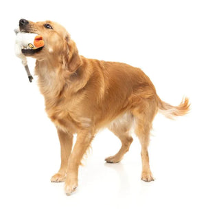 FuzzYard See-ya Seagull - Dog Toy