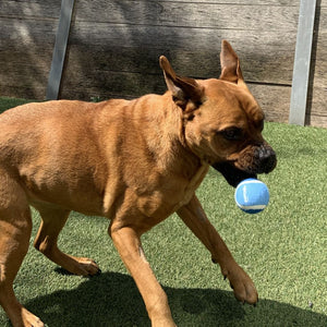 RSPCA Tennis Ball Blue 3 Pack - RSPCA VIC