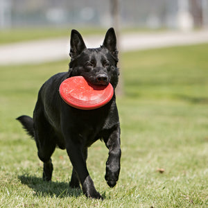 KONG Flyer Large Red - RSPCA VIC