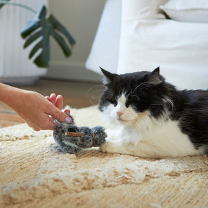 Kazoo Koala Cuddles Cat Toy - RSPCA VIC