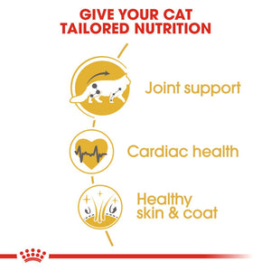 Royal Canin Maine Coon - RSPCA VIC