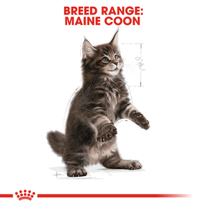 Royal Canin Maine Coon Kitten - RSPCA VIC