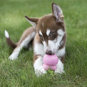 KONG Classic Puppy - RSPCA VIC