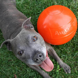 aussie dog staffie ball - rspca vic