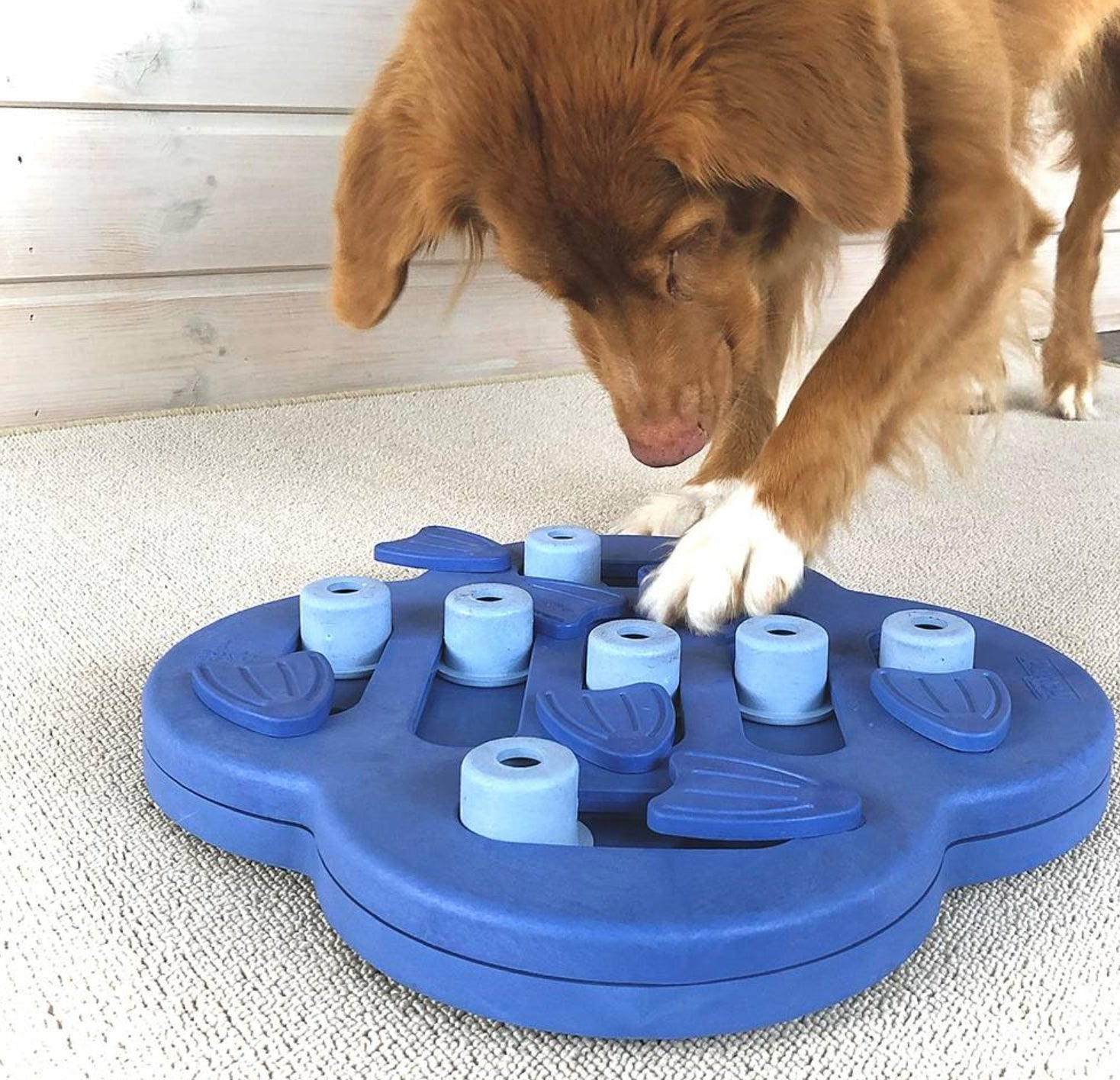 Nina Ottosson Hide and Slide Puzzle For Dogs - RSPCA VIC