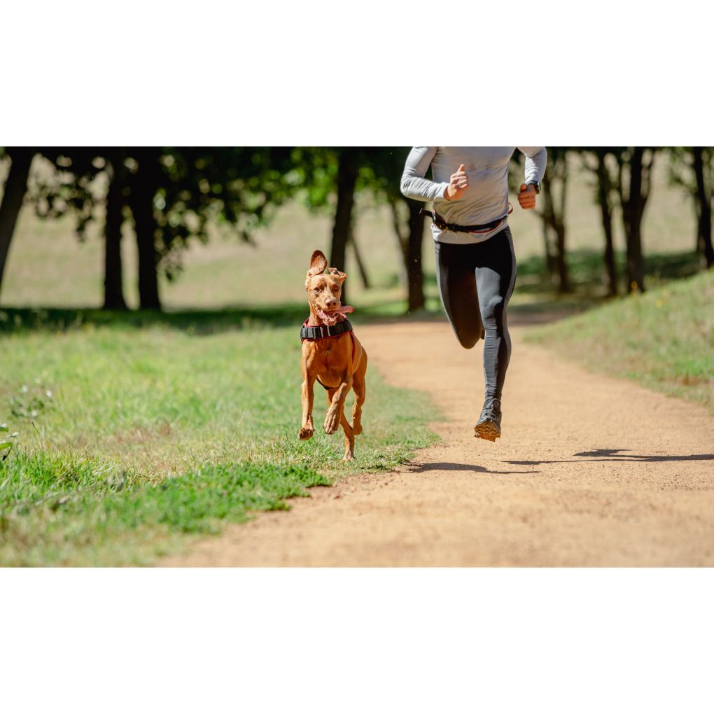 Rogz AirTech Sports Belt Burnt Orche