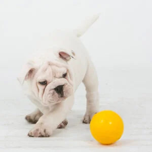Aussie Dog Tucker Ball Mini