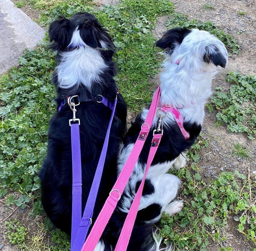 Black Dog Wear Double Ended Lead