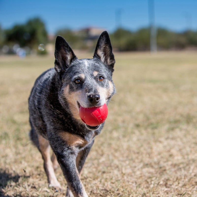 KONG Ball With Hole Dog Toy Medium-Large - RSPCA VIC