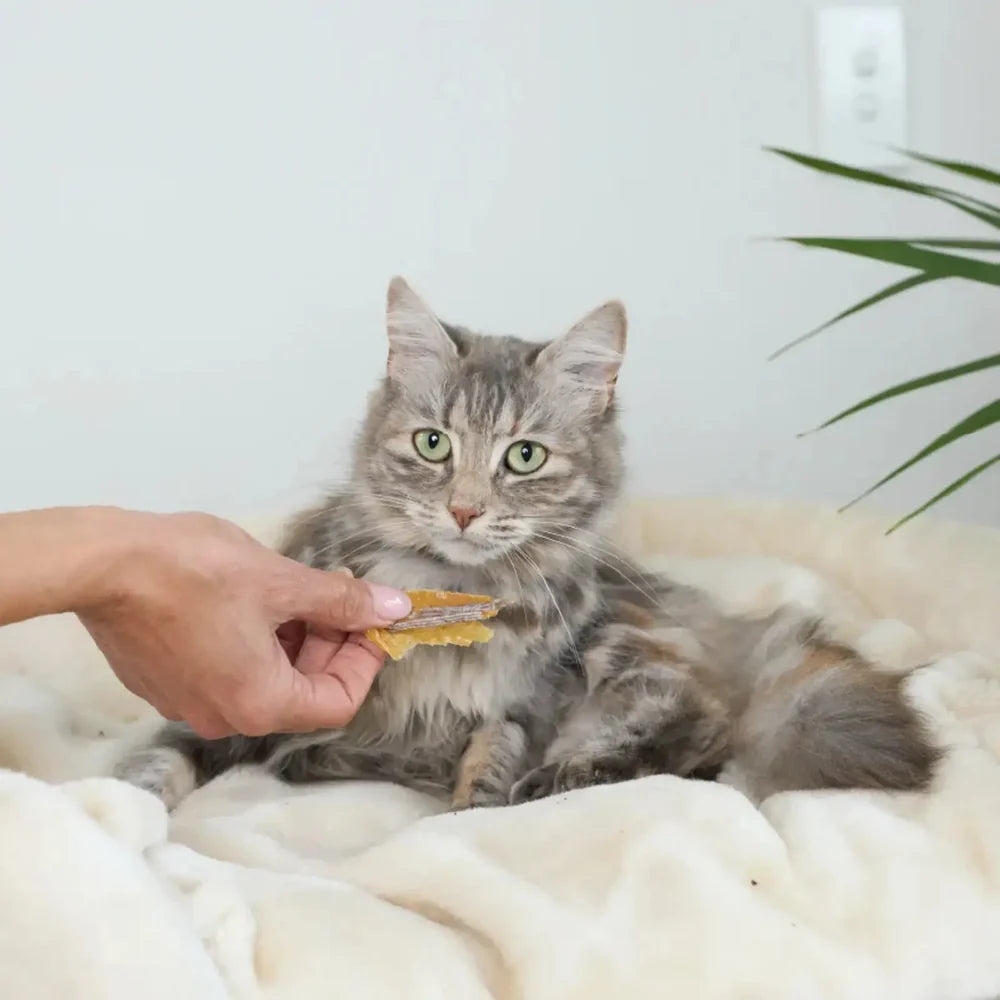 Kazoo Prime Cuts Cats Anchovies