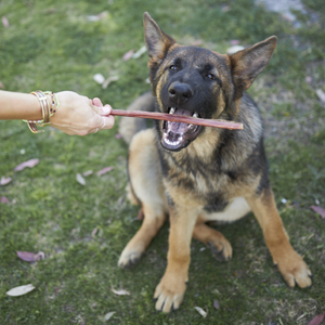 Kazoo Prime Cuts Beef Bully Stick 15cm 6pk