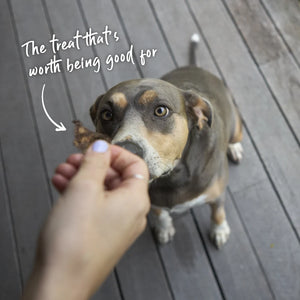 Kazoo Prime Cuts Beef Lung Cubes