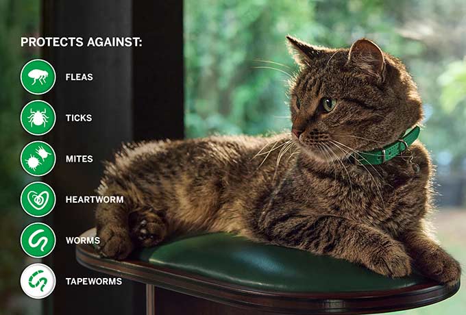Nexgard Spectra Cat 0.8-2.4kg
