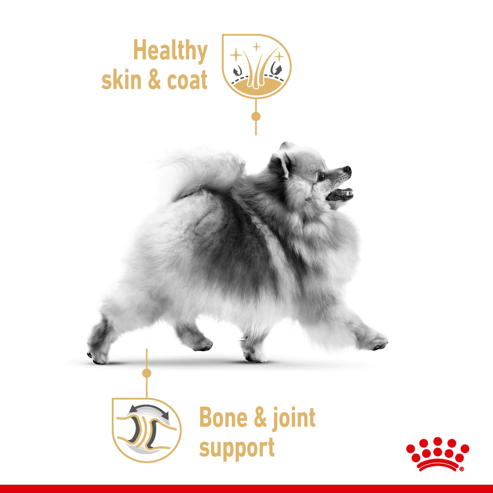 Royal Canin Canine Pomeranian Loaf Pouches