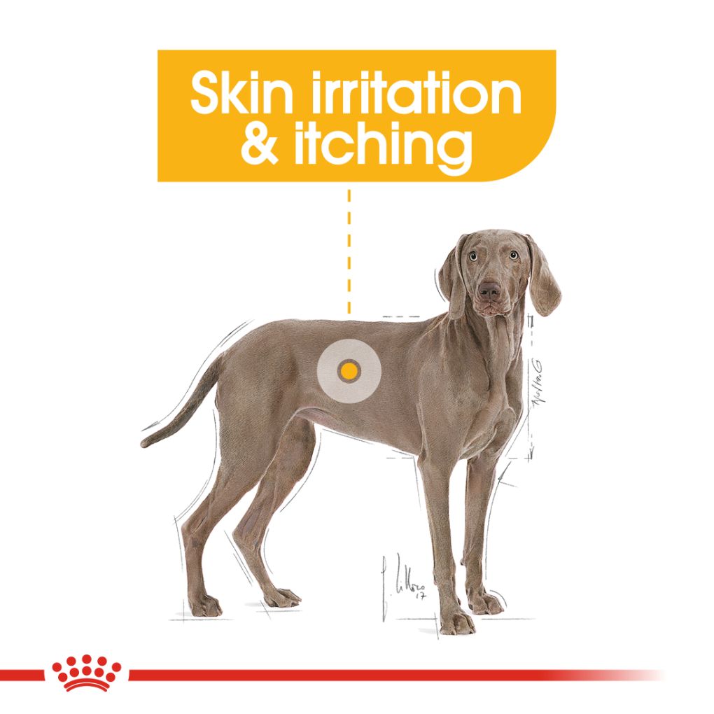 Royal Canin Maxi Dermacomfort 12kg