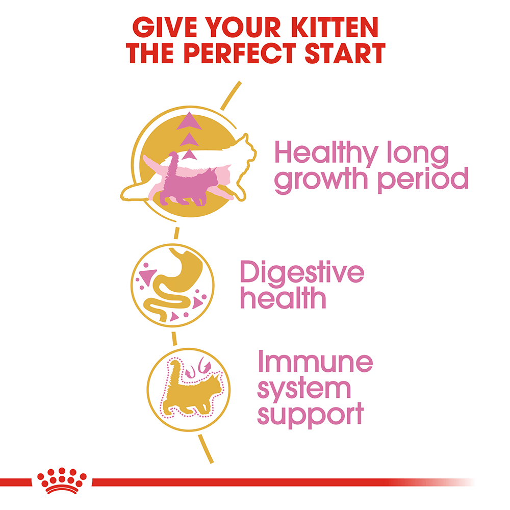 Royal Canin Feline Maine Coon Kitten