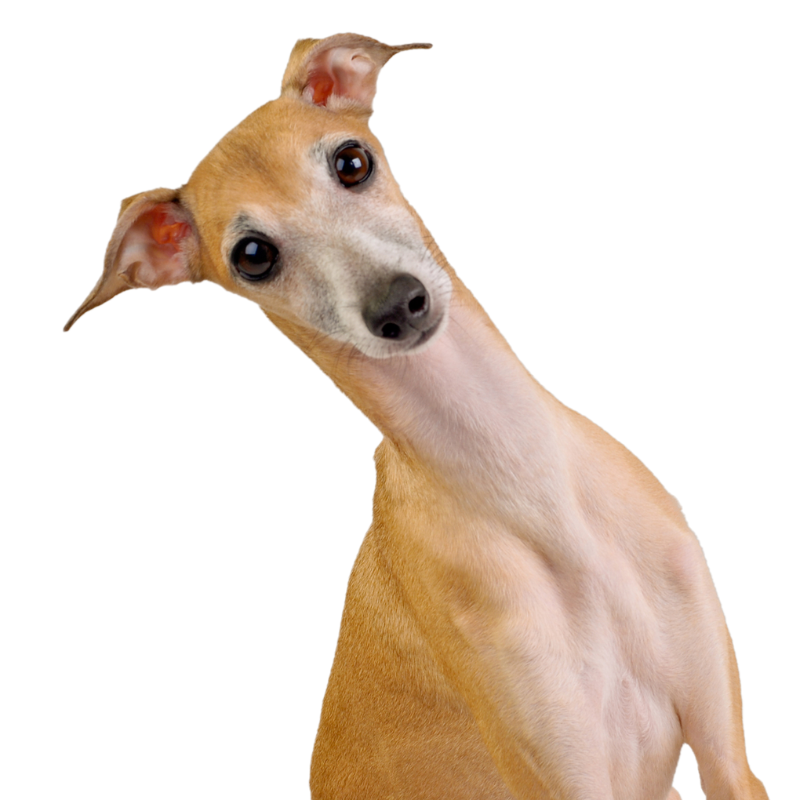 A tan coloured whippet tilting head to the side