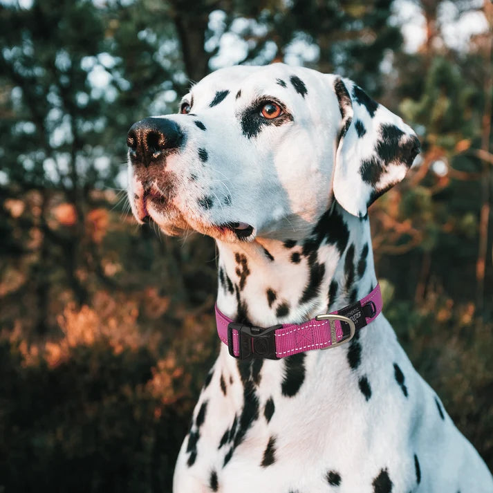 Rogz Utility Classic Dog Collar Blue