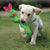 KONG Dog Toy Wubba Friends - RSPCA VIC