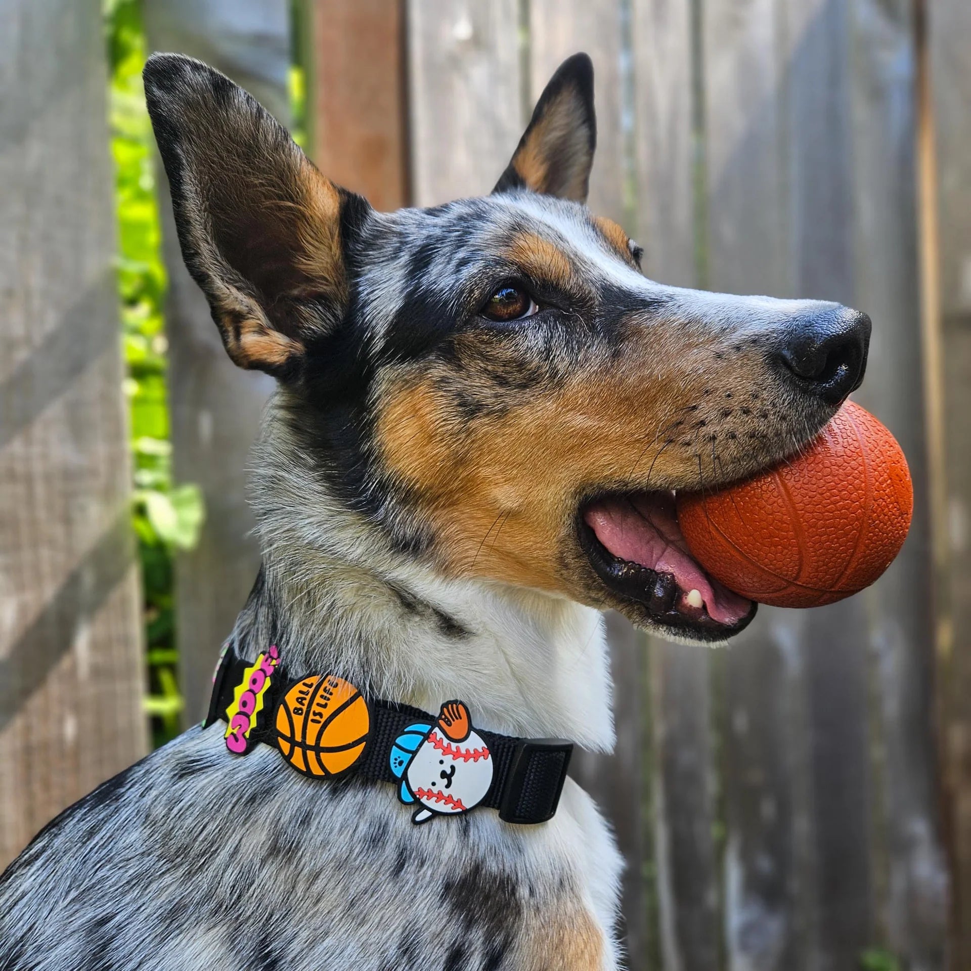 Basketball Jiby Dog Charm