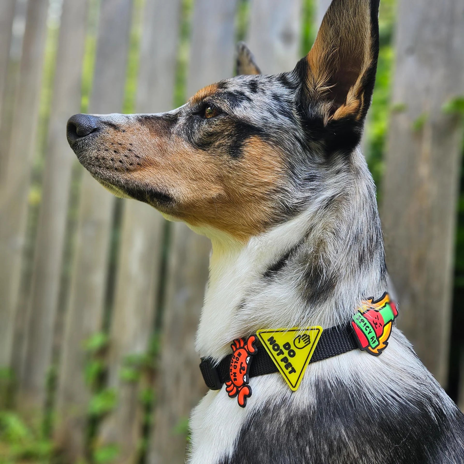 Do Not Pet Jiby Dog Charm