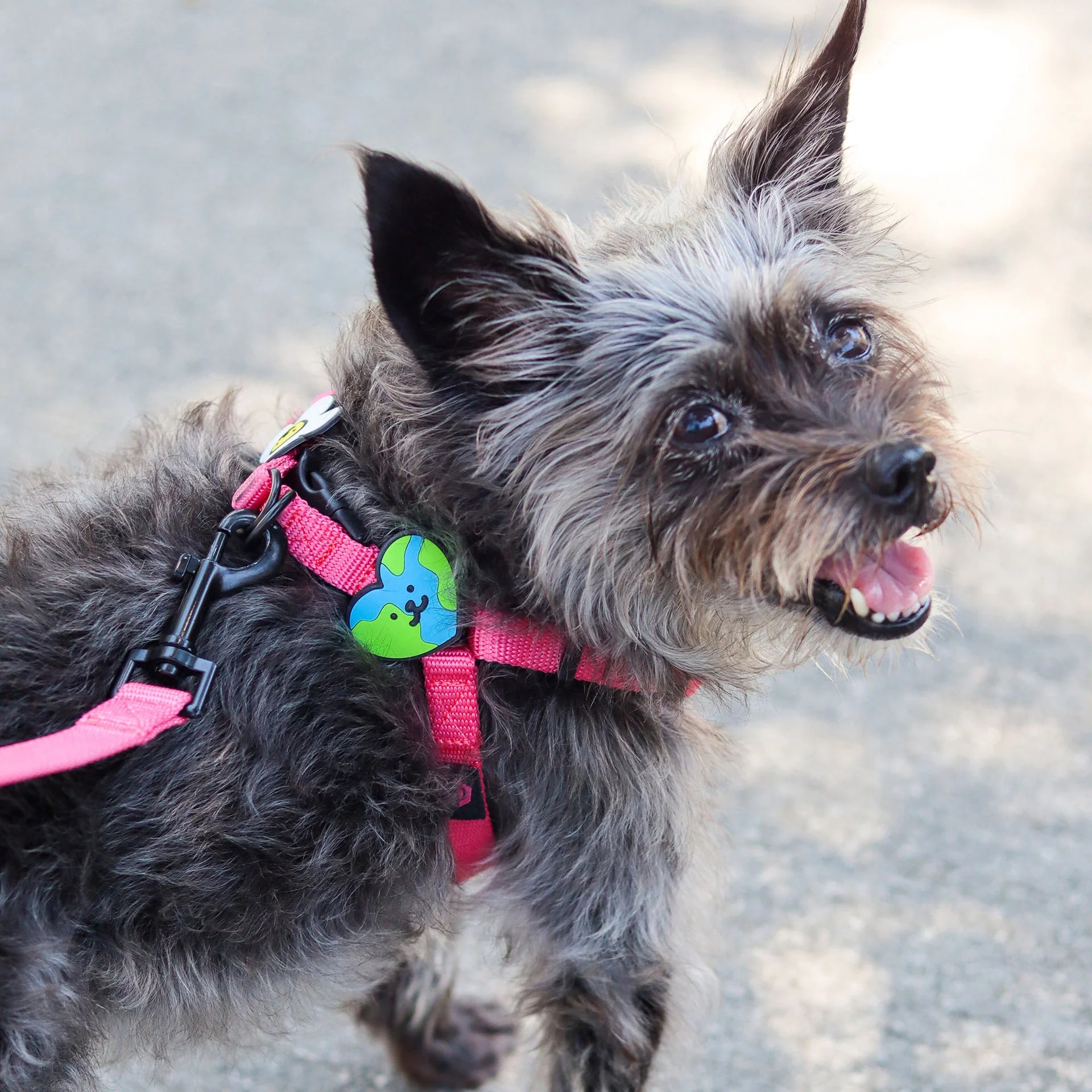 Earth Heart Jiby Dog Charm