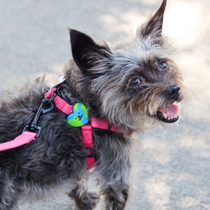 Earth Heart Jiby Dog Charm