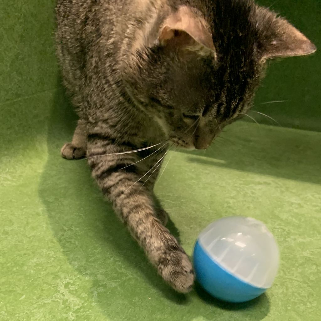RSPCA Branded Cat Treat Ball