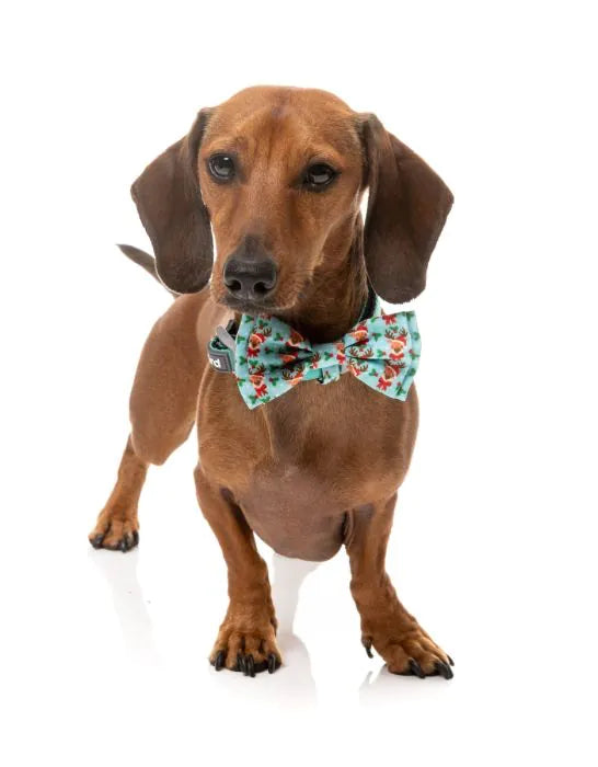 FuzzYard Christmas Bowtie - Blitzen Blizzard