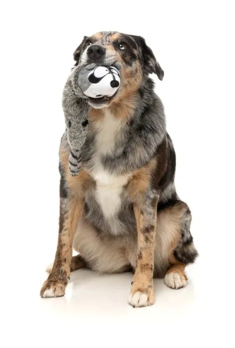 FuzzYard Run Along Raccoon - Dog Toy
