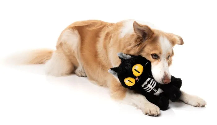 FuzzYard Halloween Dog Toy Skelekitty