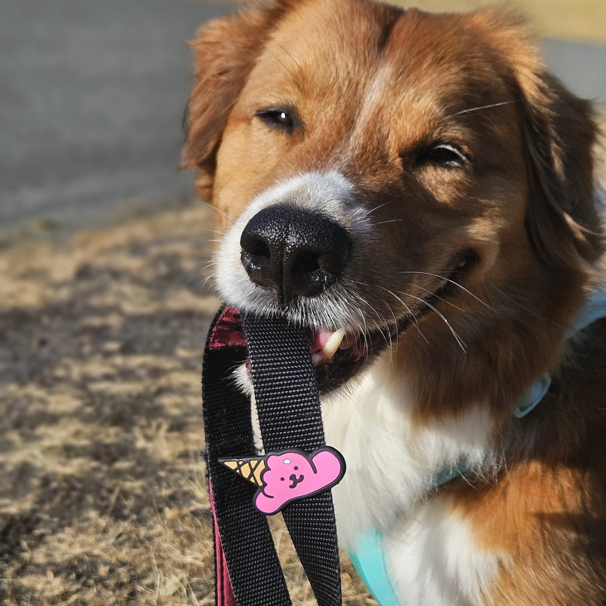 Ice-Cream Jiby Dog Charm