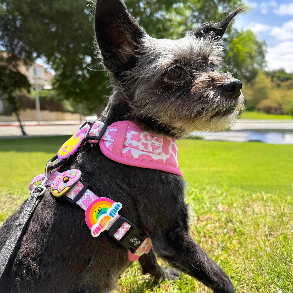 Rainbow Jiby Dog Charm