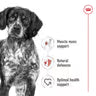 Royal Canin Medium Adult Loaf Wet Dog Food Can - 410g
