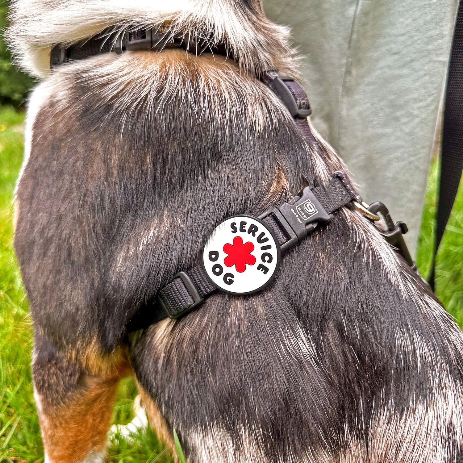 Service Dog Jiby Dog Charm