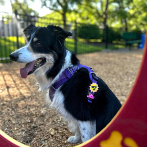 Sun's Out Jiby Dog Charm