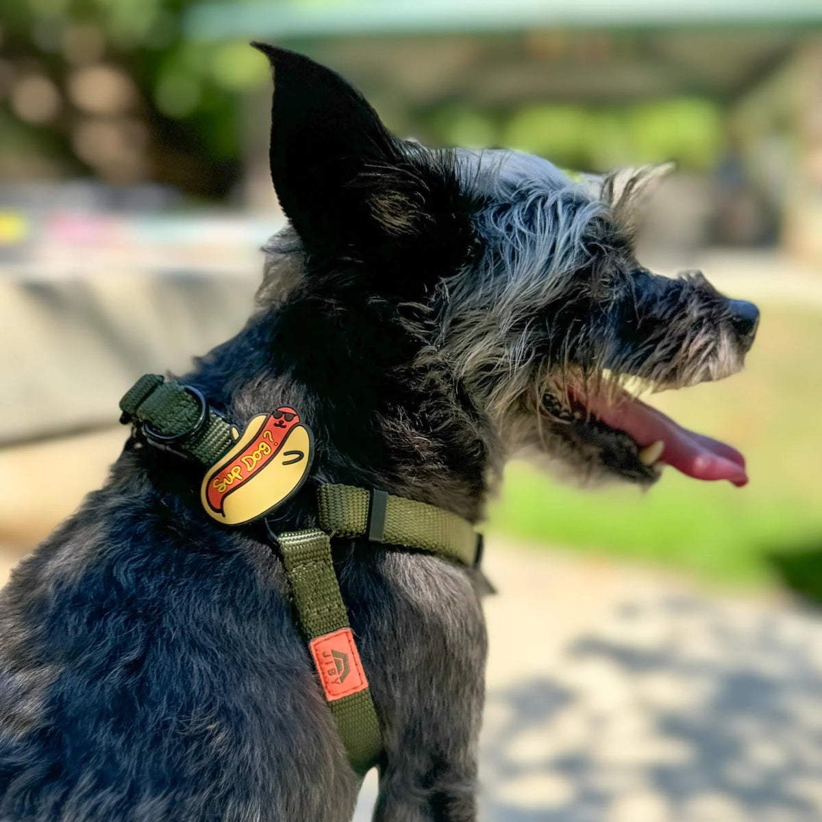 'Sup Dog? Jiby Dog Charm