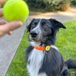 Tennis Ball Jiby Dog Charm
