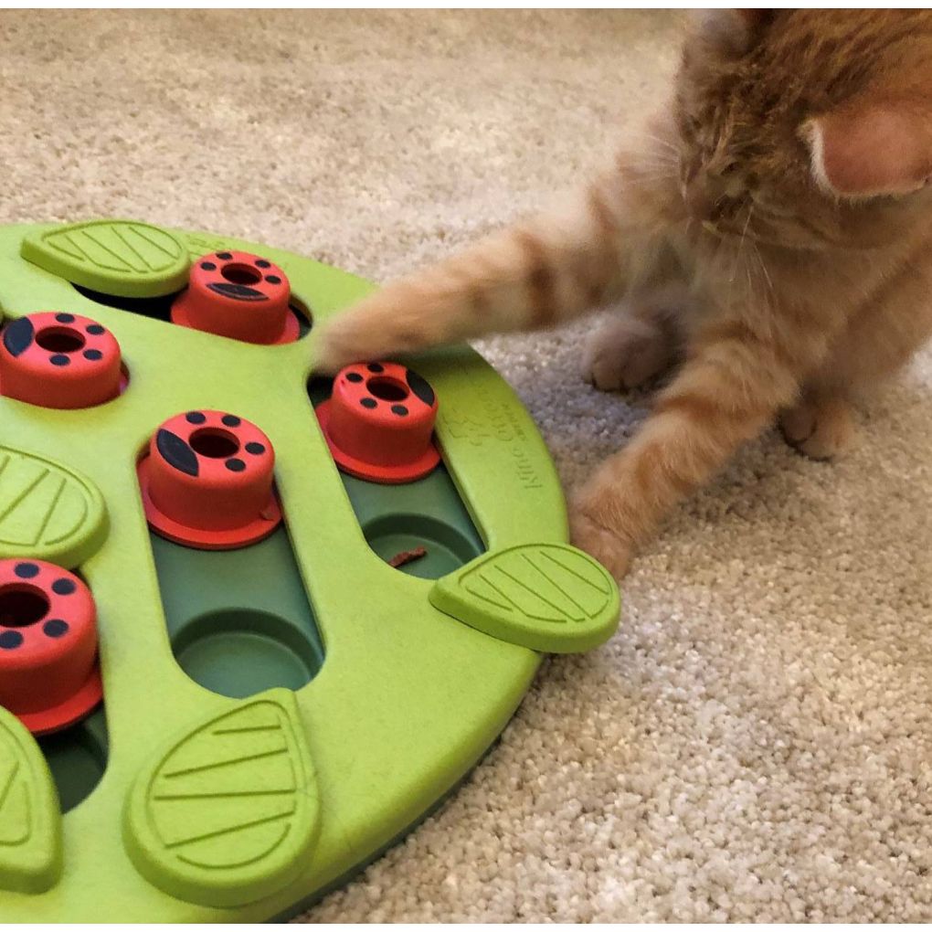 Nina Ottosson Cat Enrichment Puzzle & Play Buggin Out - Green - RSPCA VIC