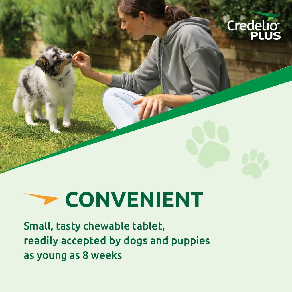 Credelio Plus Medium 5.5-11kg Orange - RSPCA VIC